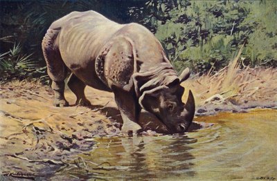 Indische Neushoorn door after Wilhelm Kuhnert
