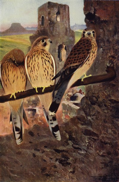 Torenvalk door after Wilhelm Kuhnert