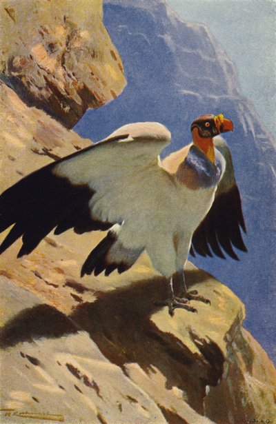 Koninggier door after Wilhelm Kuhnert