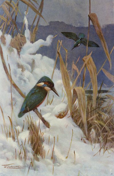 IJsvogel door after Wilhelm Kuhnert