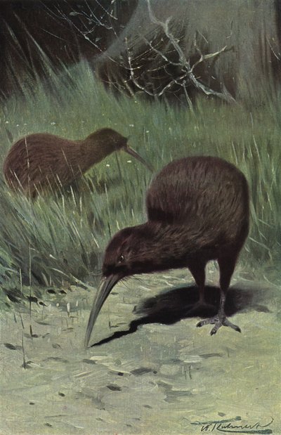 Kiwi door after Wilhelm Kuhnert