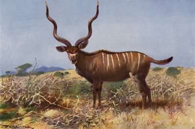 Kudu door after Wilhelm Kuhnert