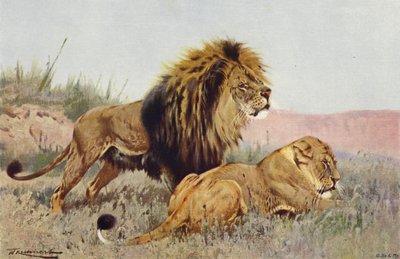 Leeuw en Leeuwin door after Wilhelm Kuhnert