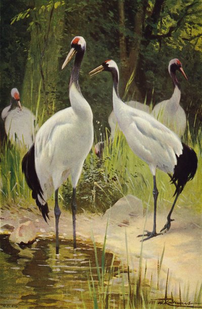 Mantsjoerijse Kraanvogel door after Wilhelm Kuhnert