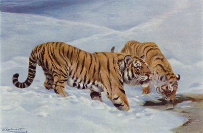 Mantsjoerijse Tijger door after Wilhelm Kuhnert