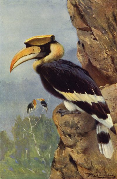 Bonte Neushoornvogel door after Wilhelm Kuhnert