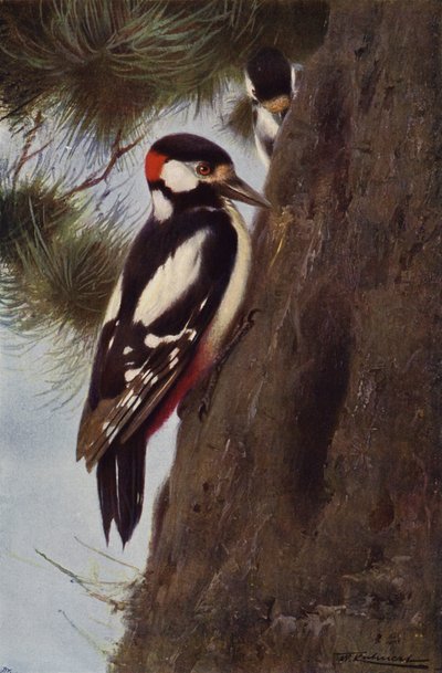 Grote Bonte Specht door after Wilhelm Kuhnert