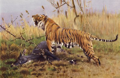 Tijger door after Wilhelm Kuhnert