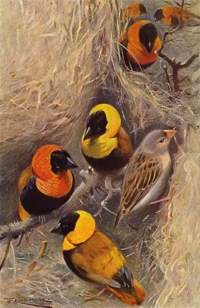 Wevervogels door after Wilhelm Kuhnert