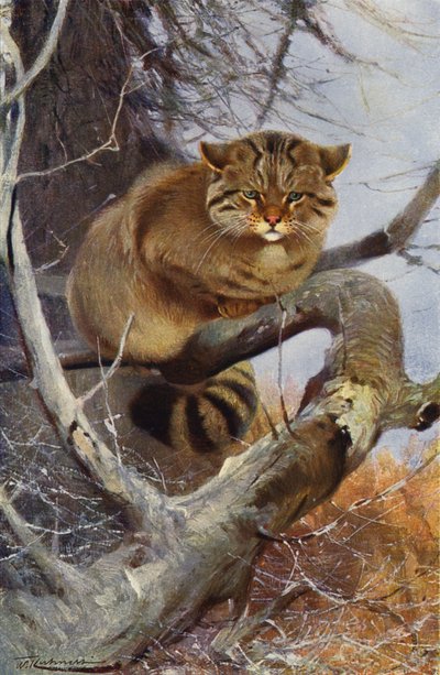 Wilde Kat door after Wilhelm Kuhnert