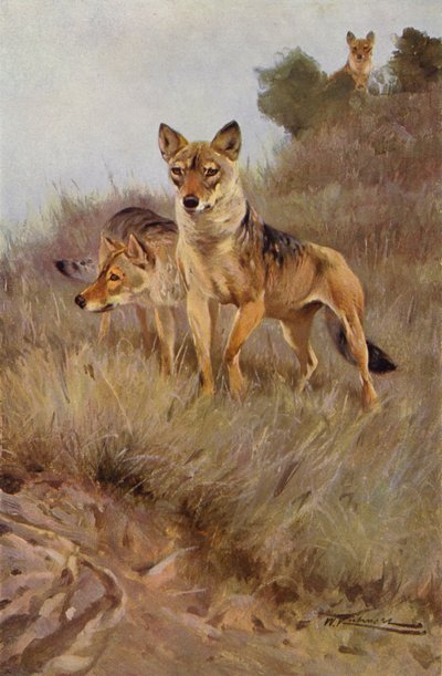 Wolf door after Wilhelm Kuhnert