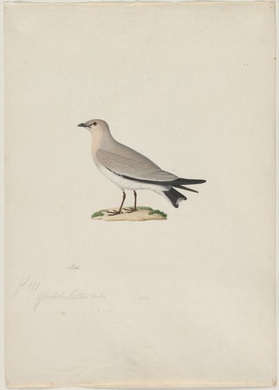 Kleine pratincole (Glareola lactea) door attributed to Paul Hüet