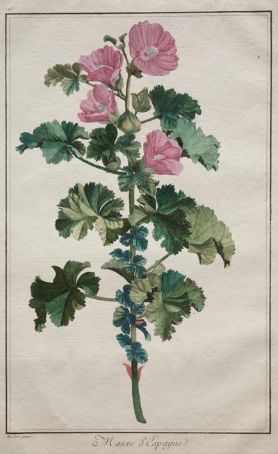 Recueil de vingtquatre plantes et fleurs: Kaasjeskruid door de Seve