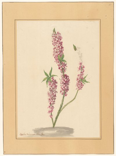Rood Peperboompje op een Grondje door familie Van der Vinne (attributed to)