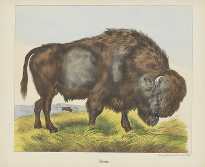 Bison door firma Joseph Scholz