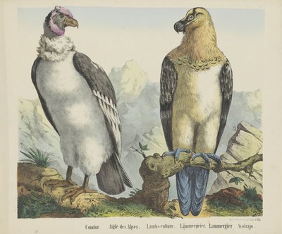 Condor. / Aigle des Alpes. / Lambs-vulture. / Lämmergeier. / Lammergier / Avolrajo door firma Joseph Scholz