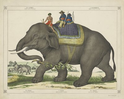 De olifant / gebruikt voor de olifantenjacht door firma Joseph Scholz