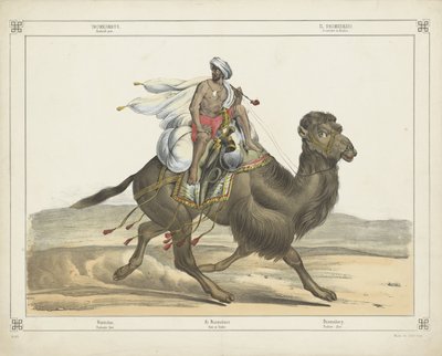 Dromedarus, Arabisch post door firma Joseph Scholz