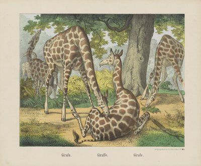 Girafa door firma Joseph Scholz