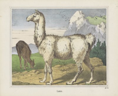Lama door firma Joseph Scholz