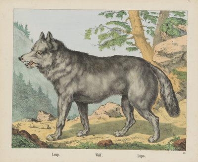 Wolf door firma Joseph Scholz