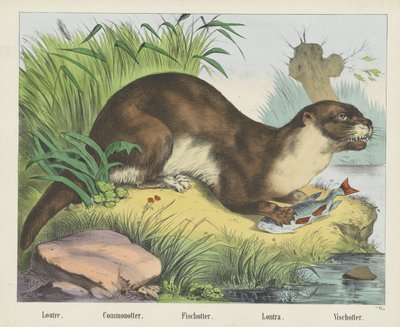 Otter door firma Joseph Scholz