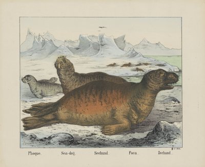 Zeehond door firma Joseph Scholz