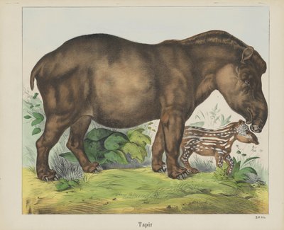 Tapir door firma Joseph Scholz