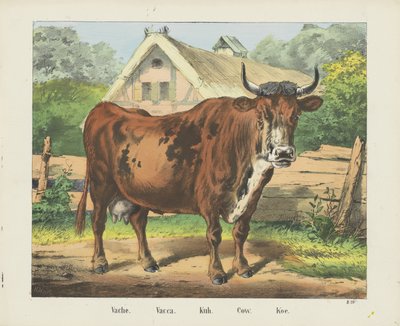 Koe door firma Joseph Scholz