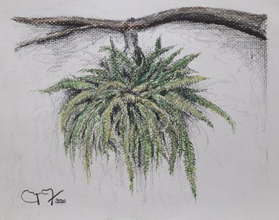 Sierplant - Varen door miguelmendez_art.ve