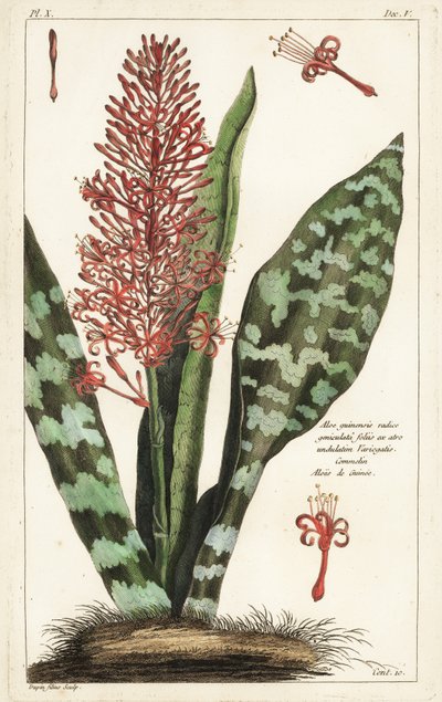 Afrikaanse boogpees hennep, Sansevieria hyacinthoides door the Younger Dupin