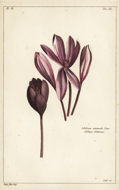Herfsttijloos, weide saffraan of naakte dames, Colchicum autumnale, Linn door the Younger Dupin