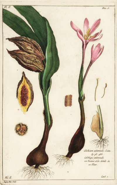 Herfsttijloos, weide saffraan of naakte dames, Colchicum autumnale, Linn door the Younger Dupin