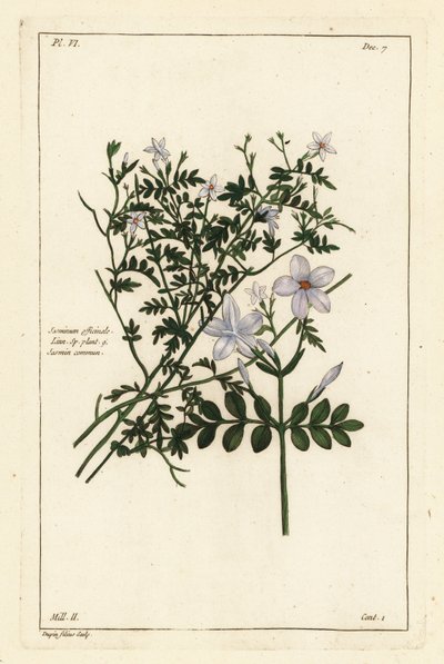 Gewone jasmijn, Jasminum officinale, Linn door the Younger Dupin