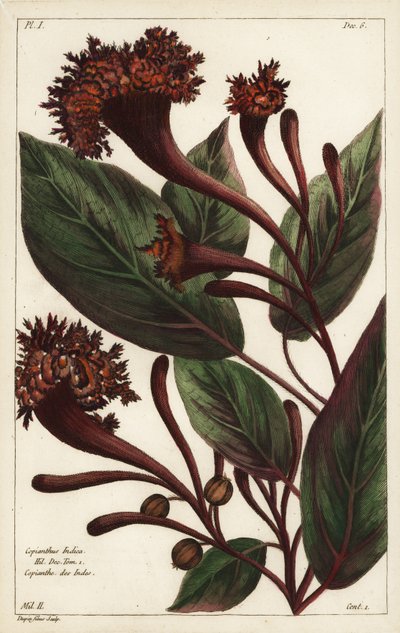 Cornucopische struik, Copianthus indica, Hil door the Younger Dupin