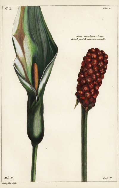 Gevlekte aronskelk, bloem en vrucht, Arum maculatum, Linn door the Younger Dupin