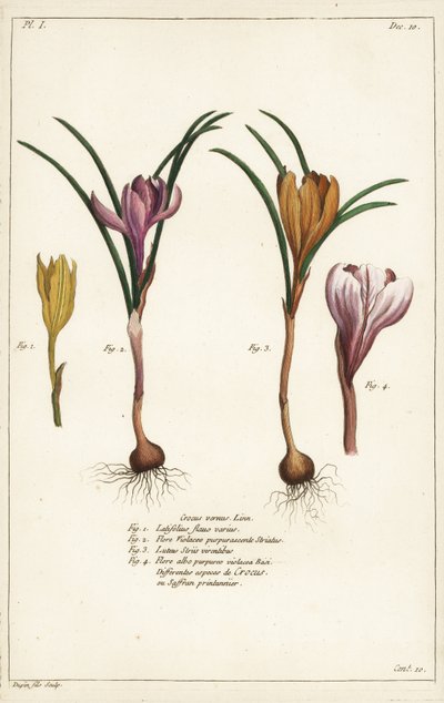 Verschillende soorten lentekrokus, Crocus vernus, Linn door the Younger Dupin