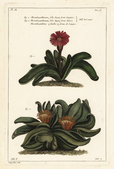 Elkhorn plant, Rhombophyllum dolabriforme (Bijlbladige vijgmarigold, Mesembryanthemum dolabriforme) door the Younger Dupin