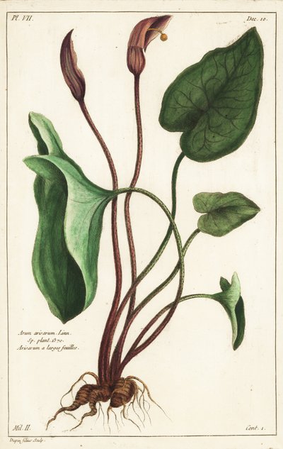 Monnikskap of larus, Arisarum vulgare door the Younger Dupin
