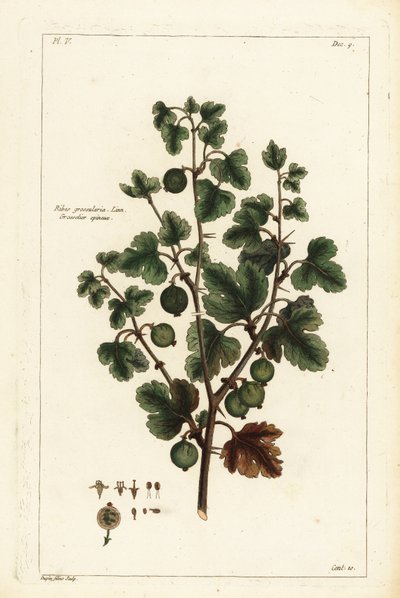 Kruisbes, Ribes grossularia door the Younger Dupin