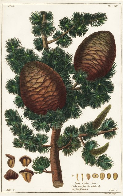 Libanonceder Cedrus libani Pinus cedrus Linn door the Younger Dupin