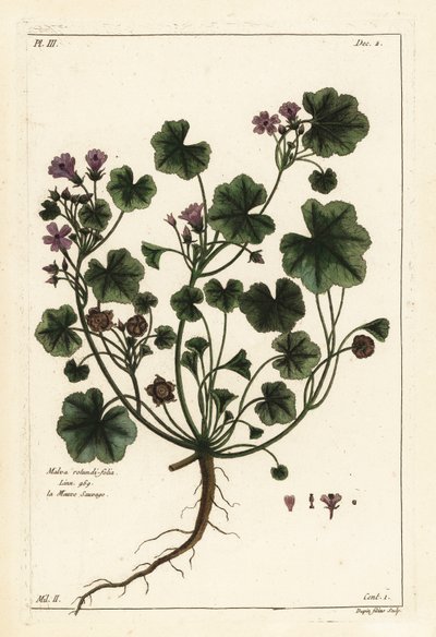 Kleine kaasjeskruid of rondbladig kaasjeskruid, Malva pusilla door the Younger Dupin
