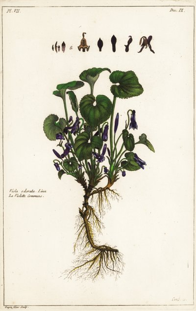 Zoet viooltje, Viola odorata, Linn door the Younger Dupin