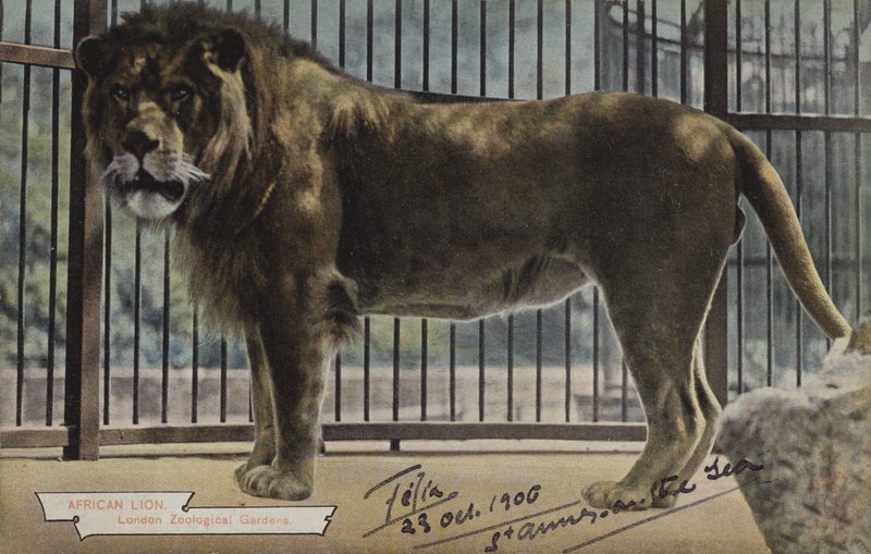 Afrikaanse leeuw, London Zoological Gardens door (after) English photographer
