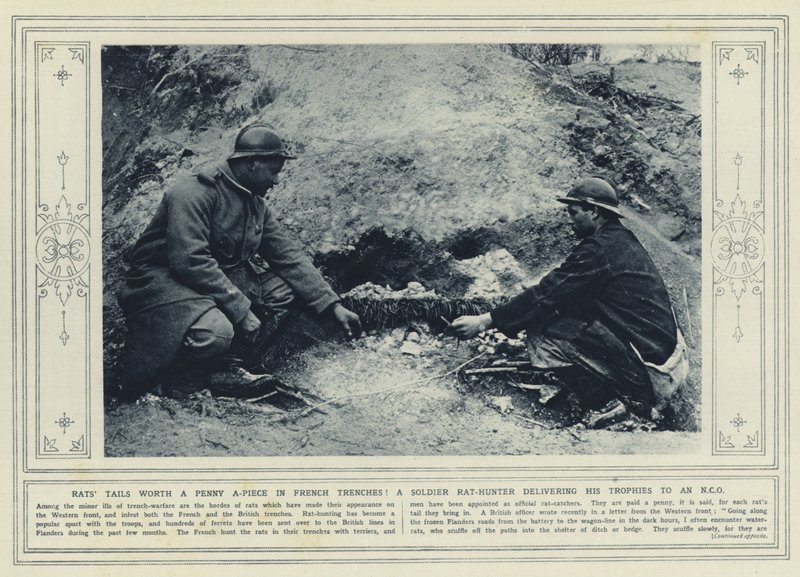 Rattenstaarten een cent per stuk waard in Franse loopgraven! Een soldaat rattenjager levert zijn trofeeën af bij een onderofficier door (after) English photographer