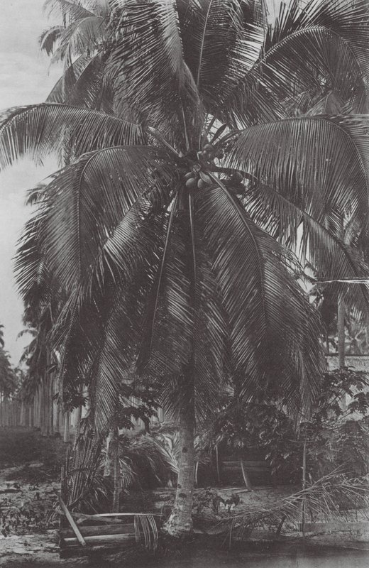 Singapore: Kokosnootboom door (after) English photographer