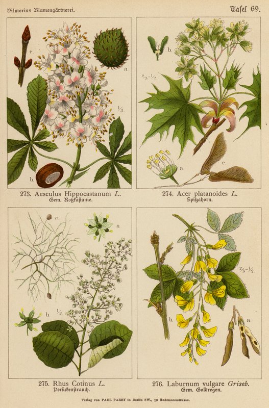 Aesculus Hippocastanum, Acer Platanoides, Rhus Cotinus, Laburnum Vulgare door (after) German School