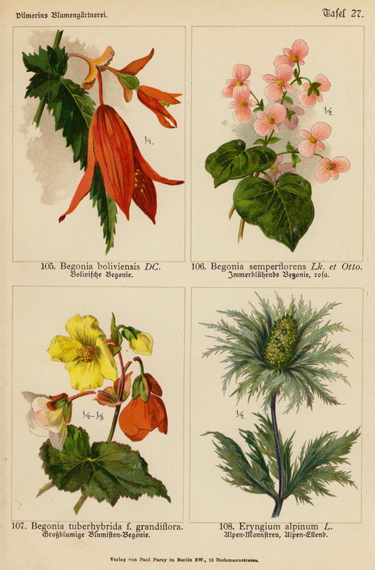 Begonia Boliviensis, Begonia Semperflorens, Begonia Tuberhybrida, Eryngium Alpinum door (after) German School
