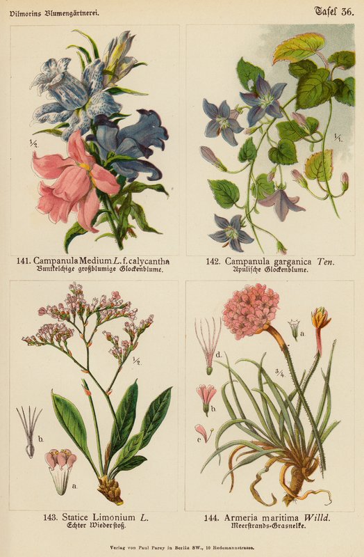 Campanula Medium, Campanula Garganica, Statice Limonium, Armeria Maritima door (after) German School