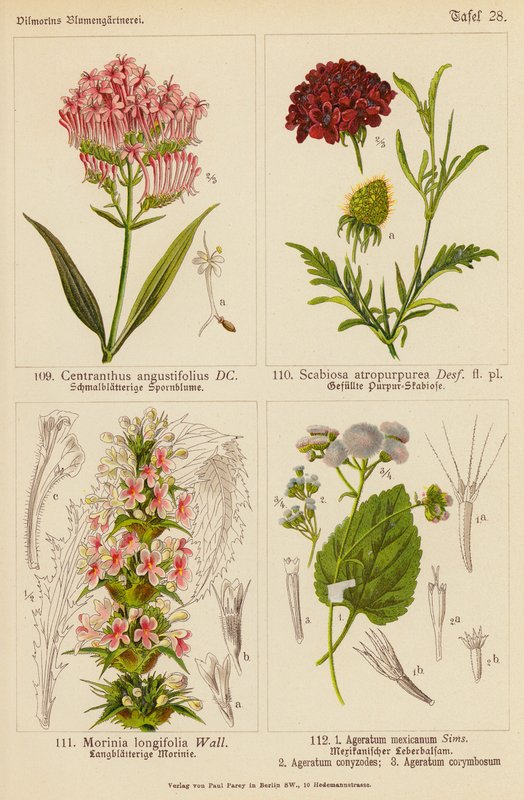 Centranthus Angustifolius, Scabiosa Atropurpurea, Morinia Longifolia, Ageratum Mexicanum, Ageratum Conyzodes, Ageratum Corymbosum door (after) German School